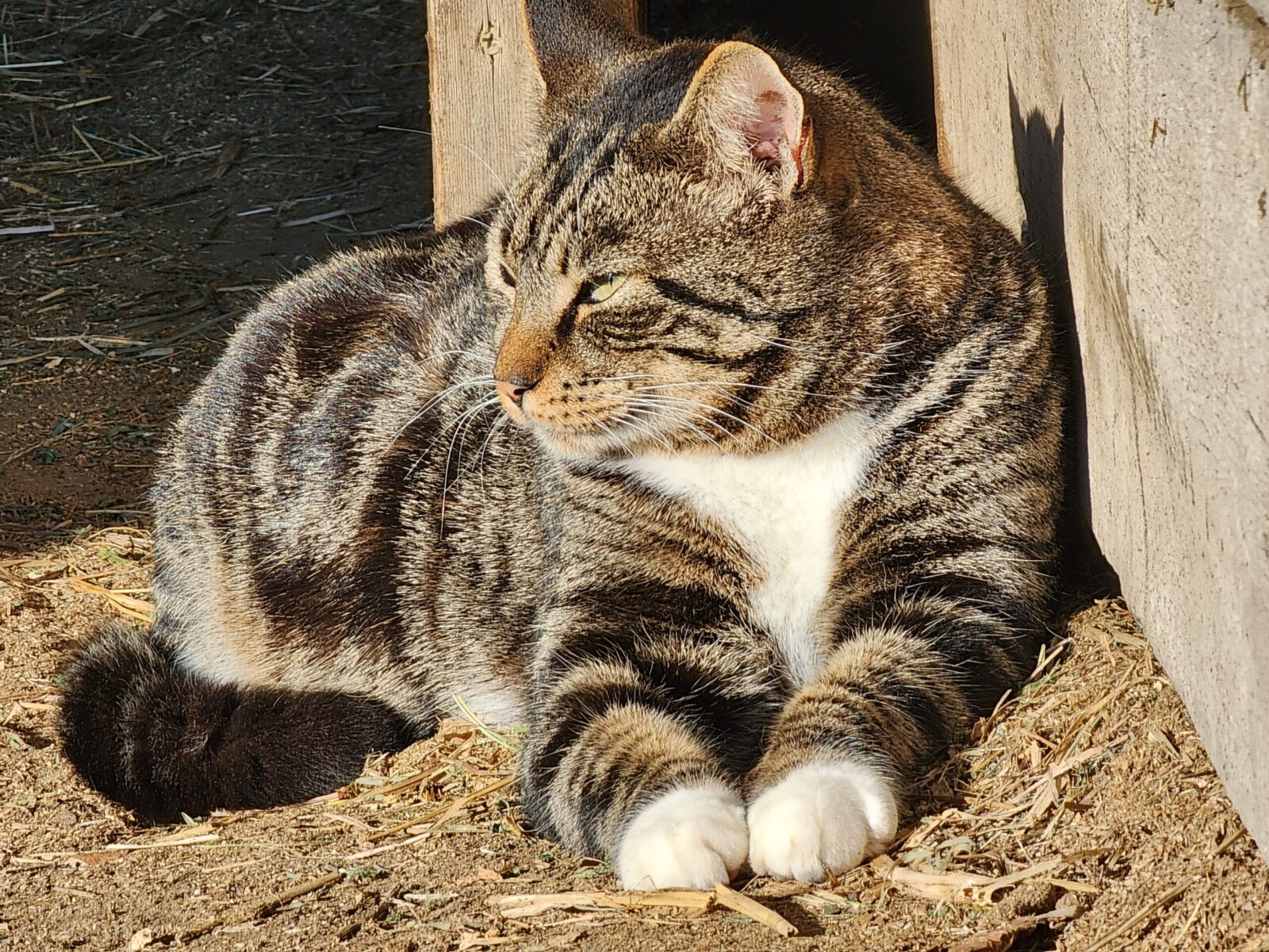 Barn Kitty_PB Gray tabby farm cat soaking up morning rays in Chesapeake, VA