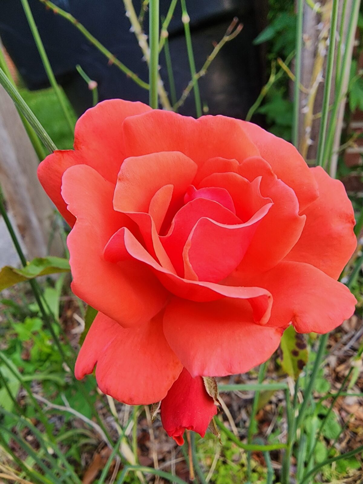Coral-colored rose in full bloom in Portsmouth, Virginia
