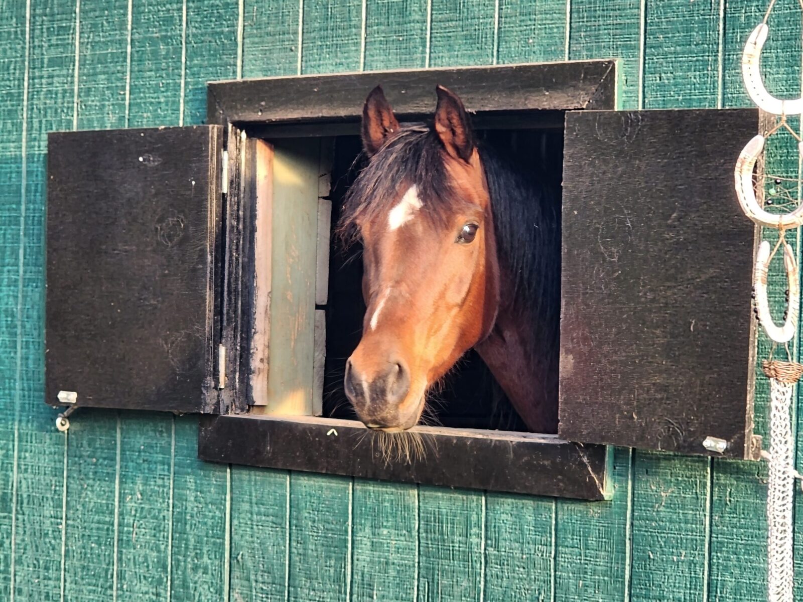Izzy_1 Arabian mare peeking through her stall window on a farm in Chesapeake, VA