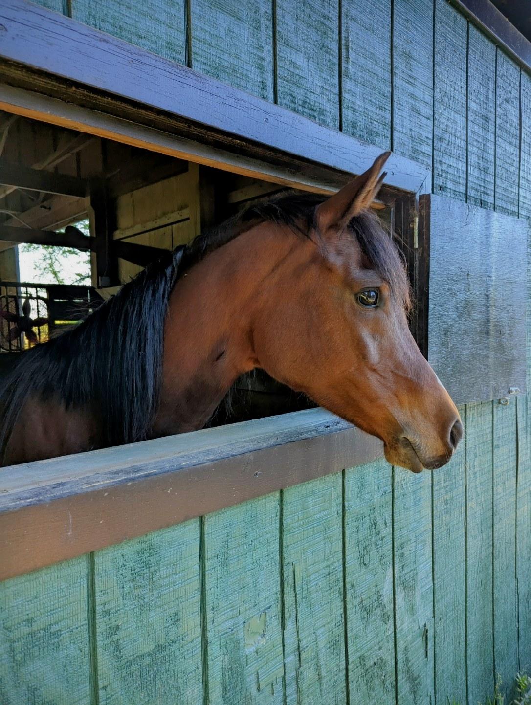Arabian mare on the farm in Chesapeake, VA