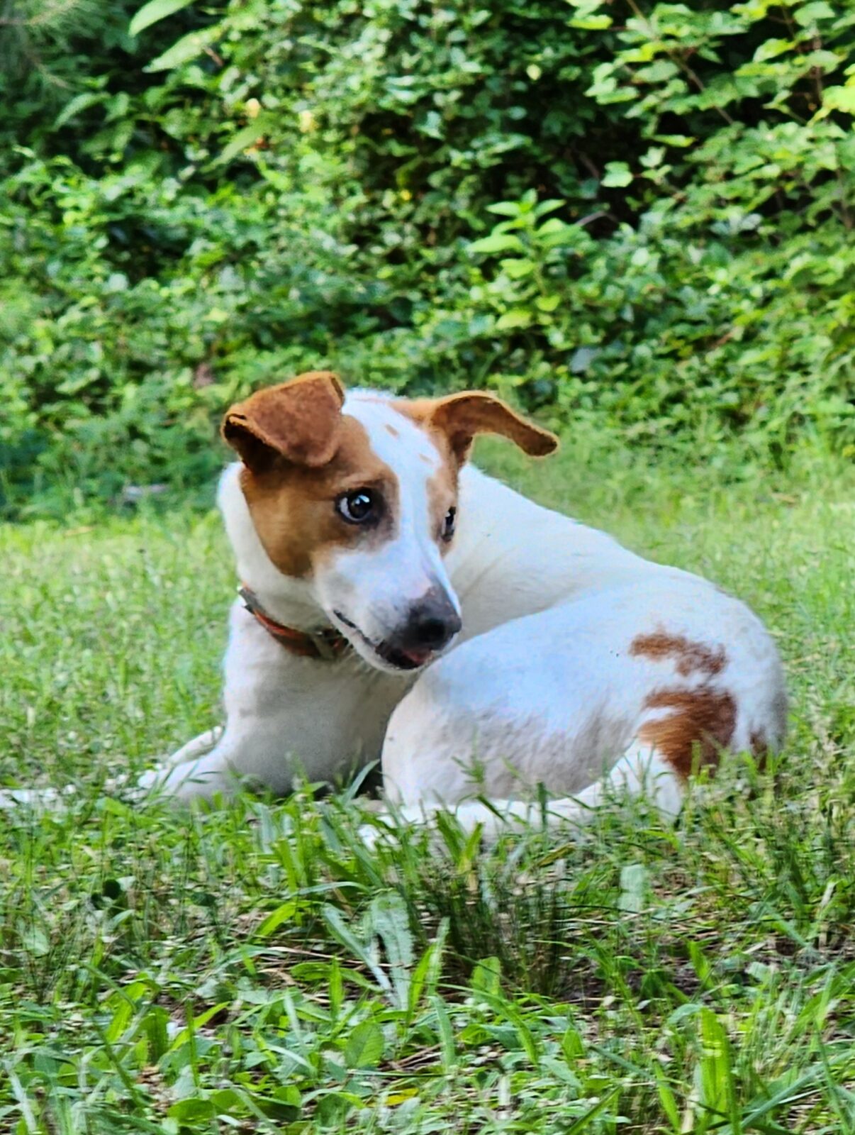 Cute Jack Russell Terrier laying in the grass, Chesapeake, VA