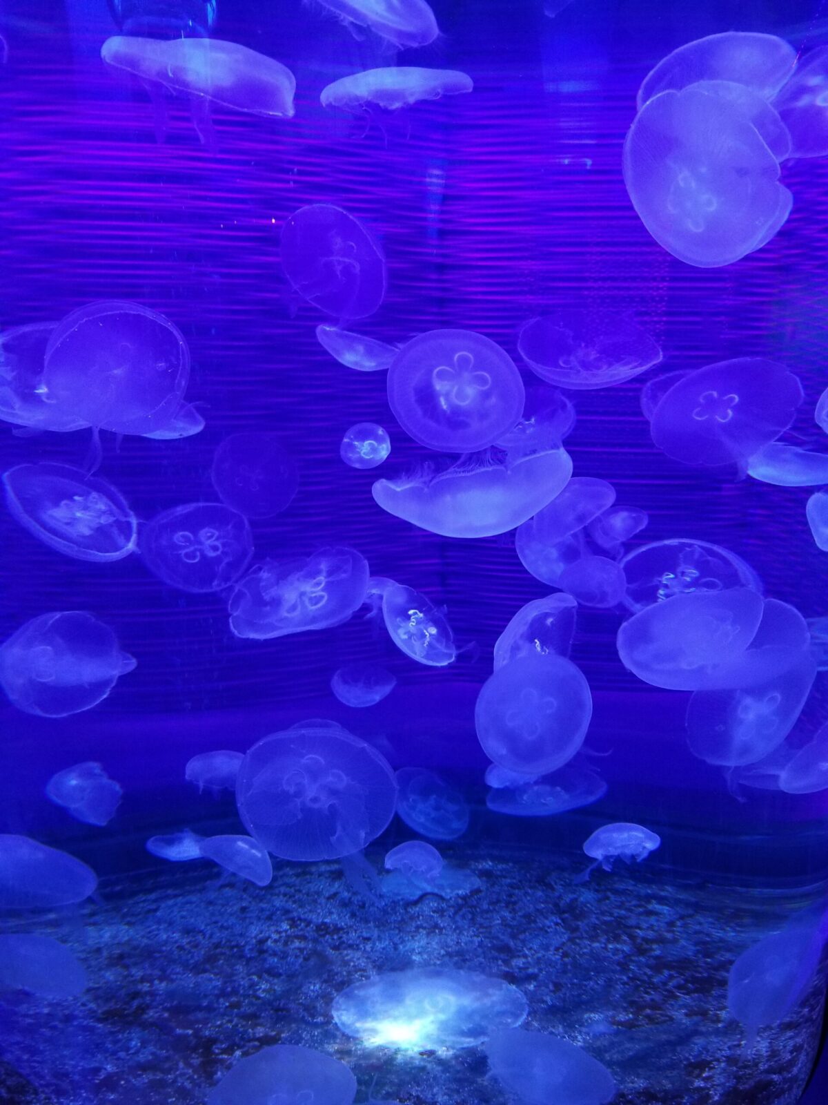 Moon Jellies at the North Carolina Aquarium in Manteo, NC