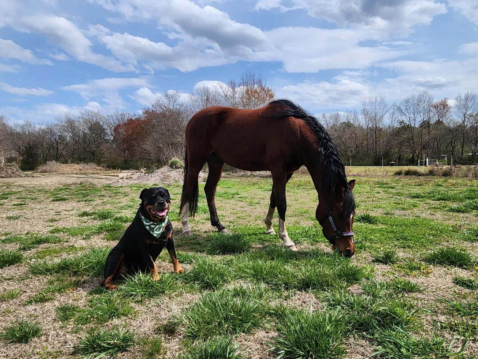Nyxe+Izzy_1 A German and an Arab walk into a pasture... Rottweiler and Arabian in Chesapeake, VA