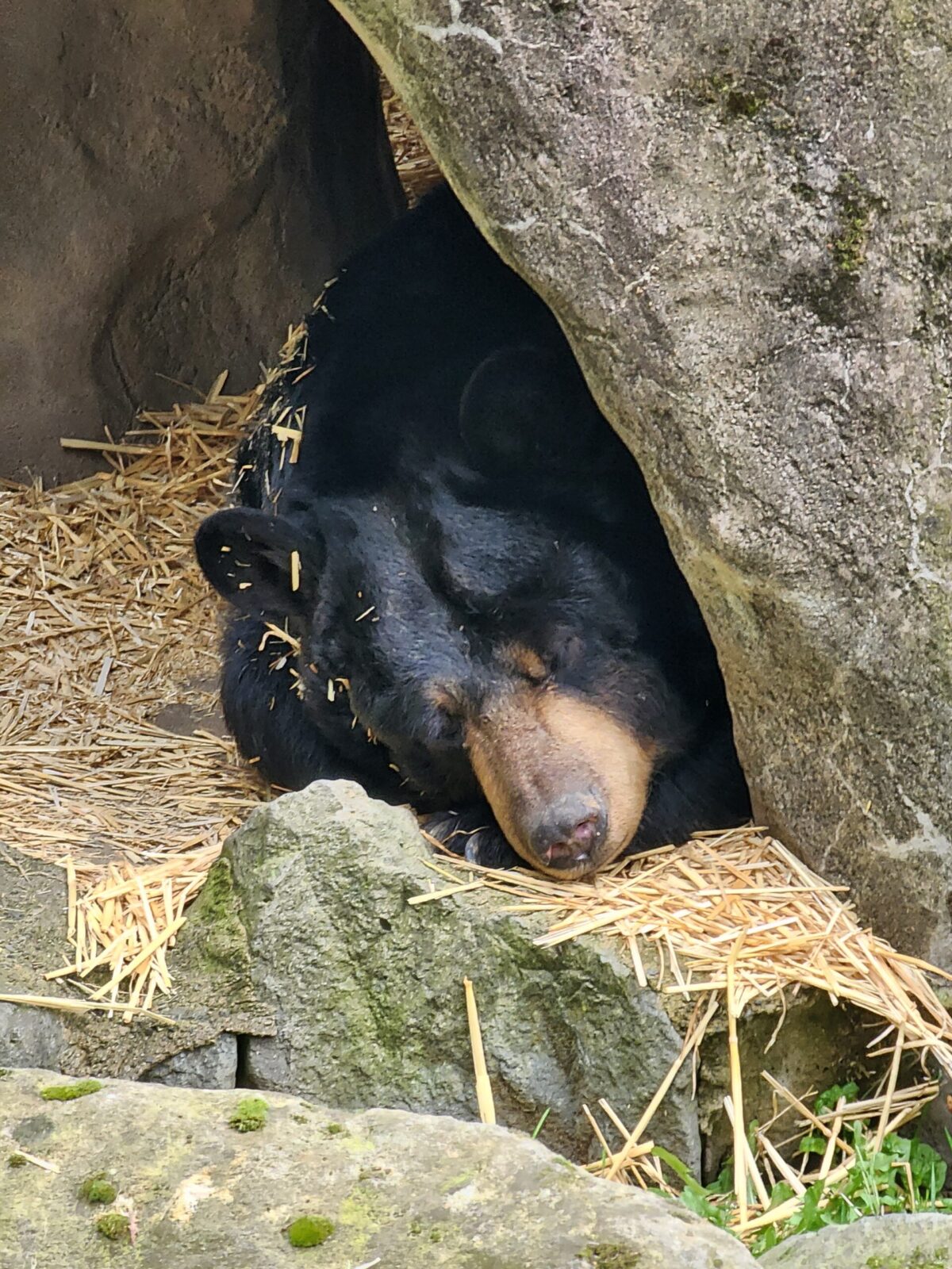Sleepy Black Bear at the Portland Zoo in Portland, OR
