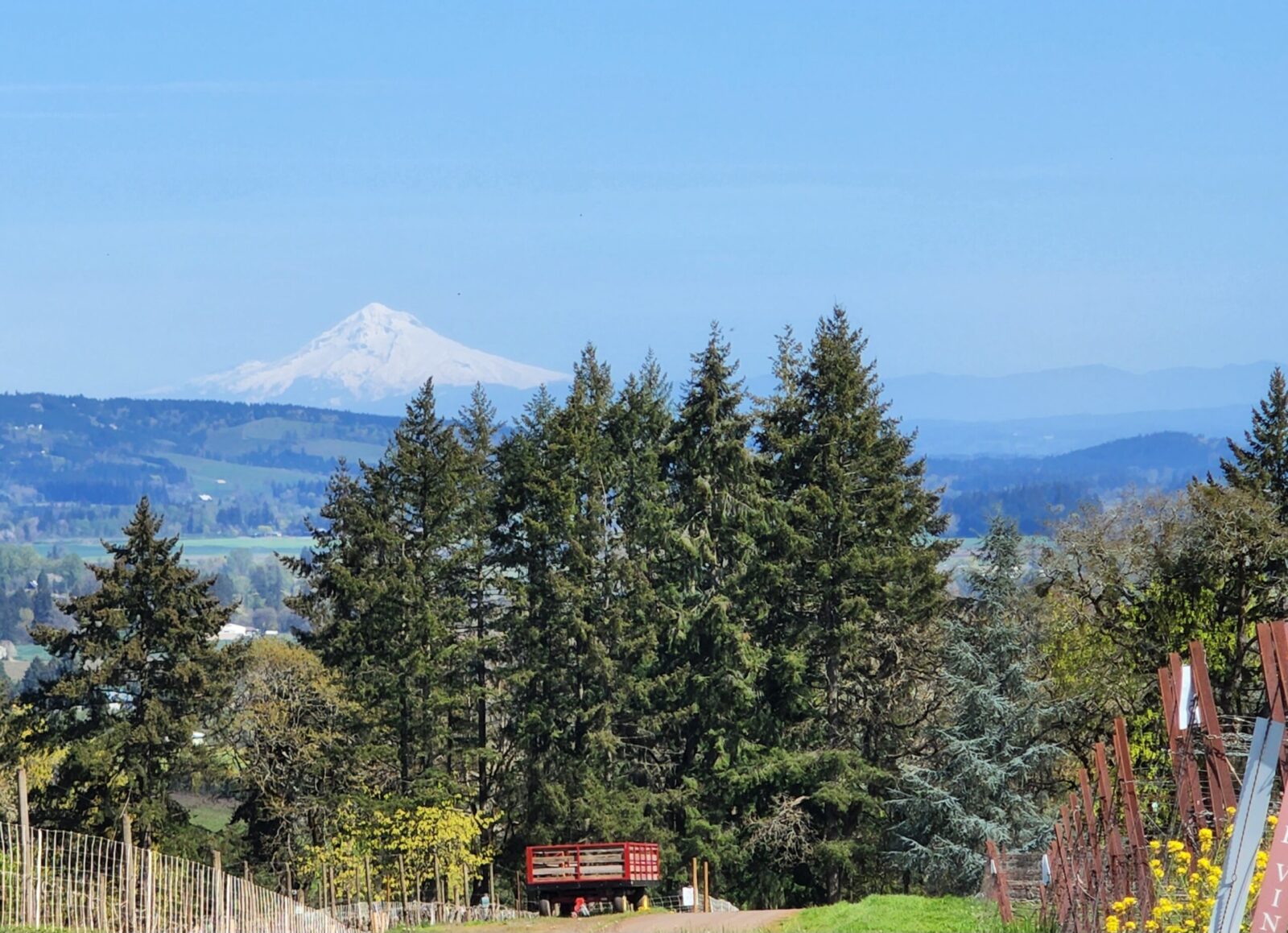 Mt. Hood in the distance overlooking vineyards in the Willamette Valley, Oregon