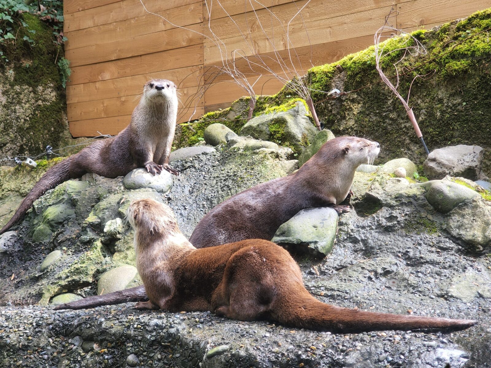 Otters at the Portland Zoo in Portland, OR
