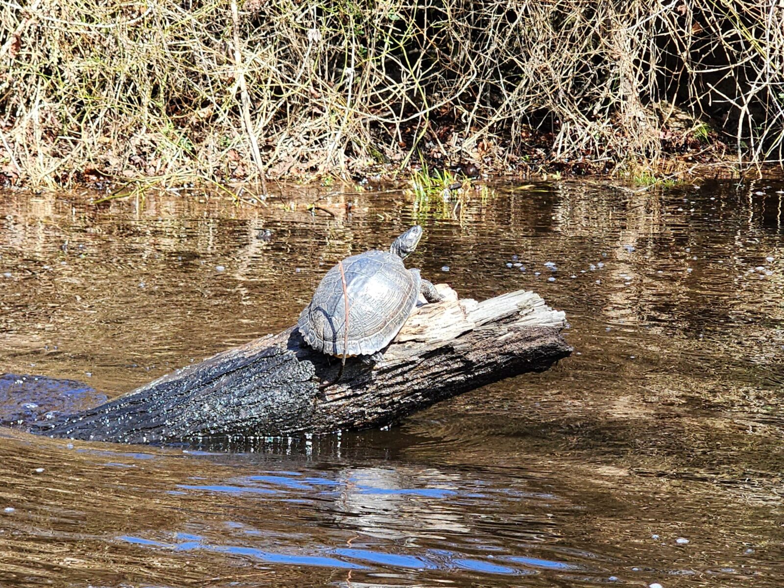 Turtle on a Log Turtle on a log near the Lake Drummond Feeder Ditch campsite, Chesapeake, VA
