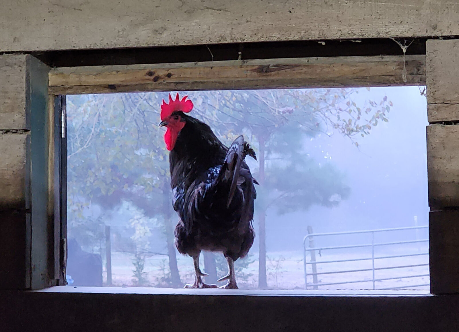 Window Nugget_Edit Rooster about to crow in a barn window, Chesapeake, VA