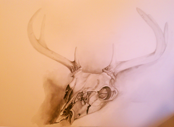 Deer Skull Still Life (Ink Wash)